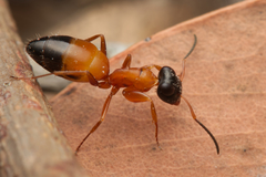 Opisthopsis