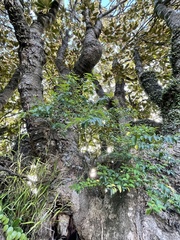 Ligustrum sinense