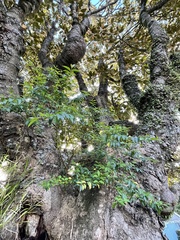 Ligustrum sinense