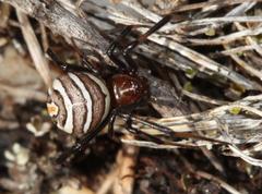 Latrodectus renivulvatus