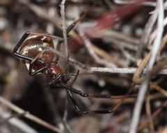 Latrodectus renivulvatus