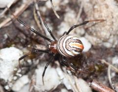 Latrodectus renivulvatus