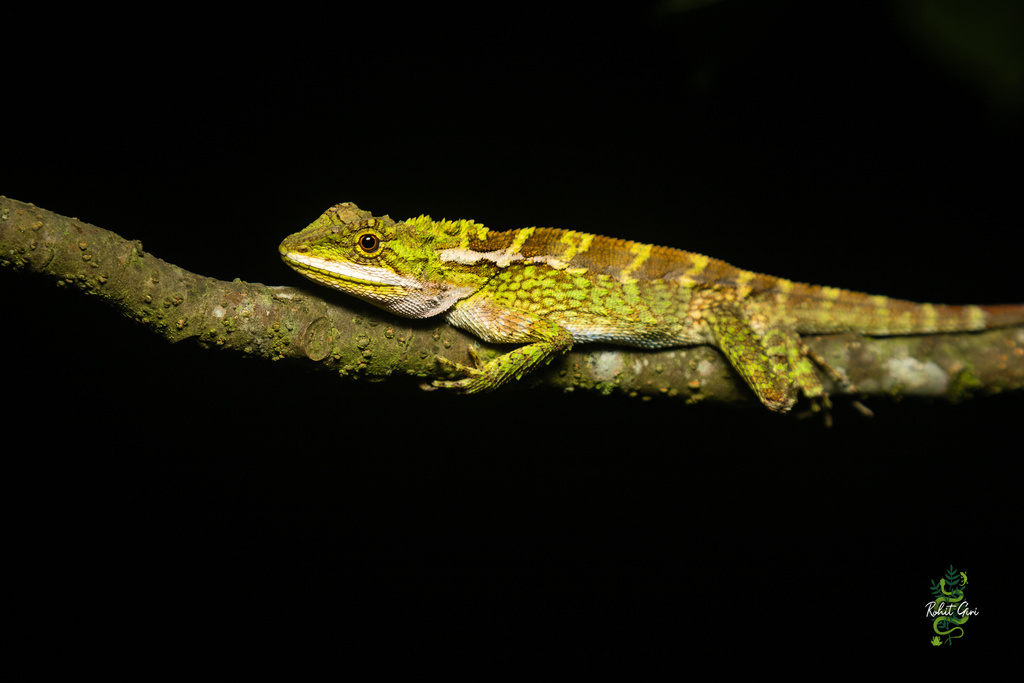 Variegated Mountain Lizard