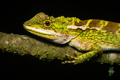 Variegated Mountain Lizard photo 4