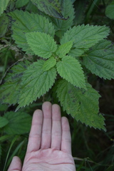 Urtica dioica sondenii