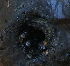 Tetragonula hockingsi