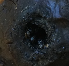 Tetragonula hockingsi