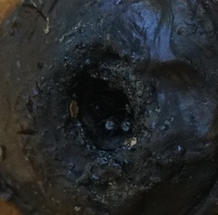 Tetragonula hockingsi