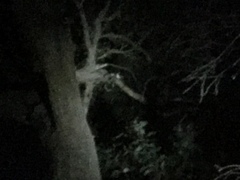 Pseudocheirus peregrinus