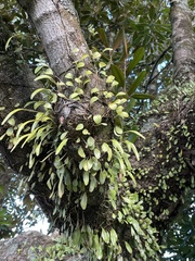 Pyrrosia eleagnifolia