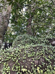 Pyrrosia eleagnifolia
