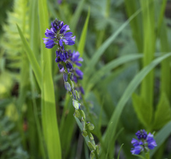 Polygala hybrida