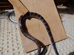 Lycodon travancoricus