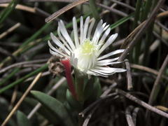 Delosperma brevisepalum