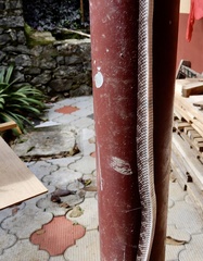 Lycodon travancoricus