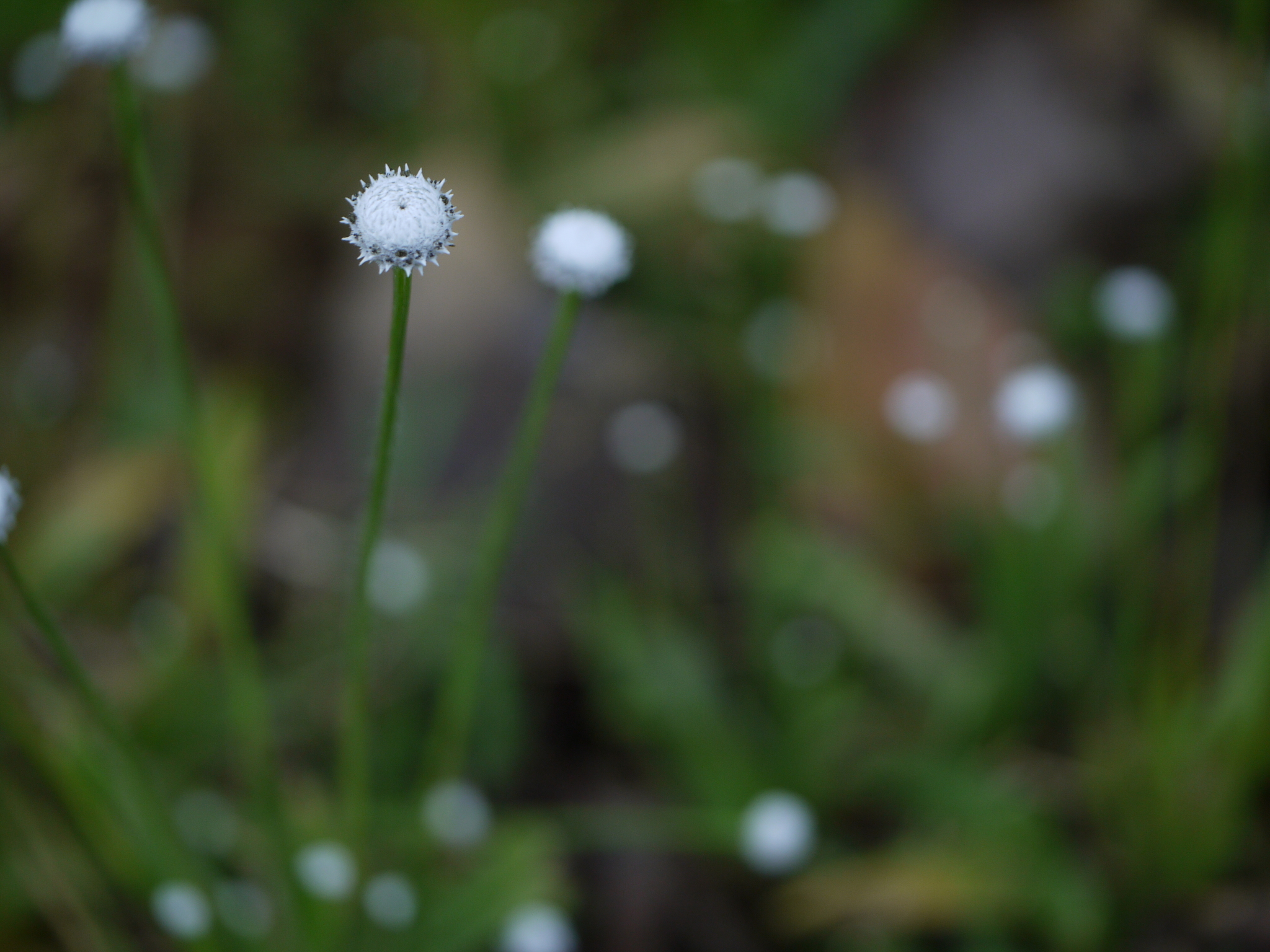 Eriocaulon robustobrownianum Ruhland