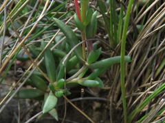 Delosperma brevisepalum