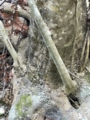 Melicytus ramiflorus