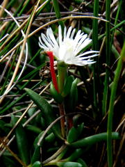 Delosperma brevisepalum