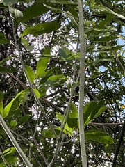Melicytus ramiflorus