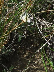 Delosperma brevisepalum