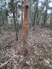Eucalyptus propinqua