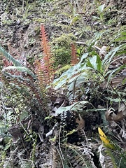 Blechnum parrisiae
