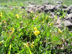 Crotalaria excisa