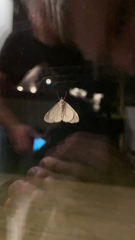 Lepidoptera