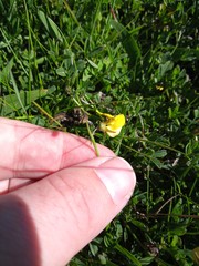 Crotalaria excisa
