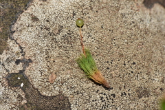 Bartramia nothostricta