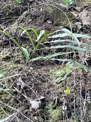 Pteris cretica