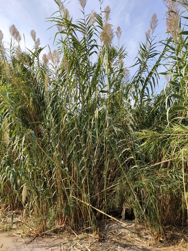 Arundo donax iNat (2)