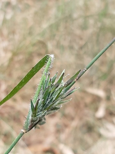 Entolasia stricta (R.Br.) Hughes