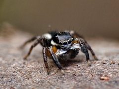 Jotus auripes