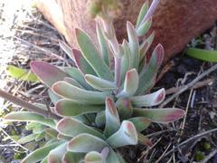 Crassula pubescens