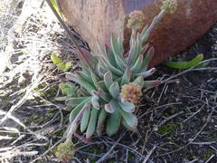 Crassula pubescens