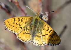 Boloria polaris