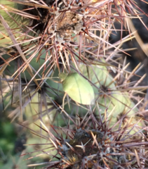 Chlorochroa opuntiae