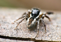 Jotus auripes