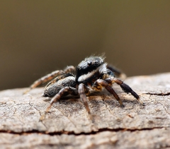 Jotus auripes