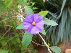 Lycianthes dejecta