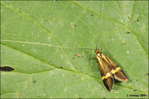 Yellow-barred Longhorn