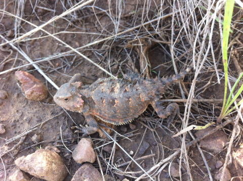 Phrynosoma hernandesi