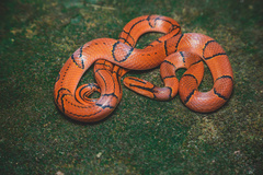 Oreocryptophis porphyraceus porphyraceus