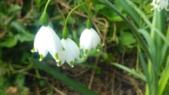 Leucojum aestivum