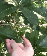 Liriomyza flavolateralis