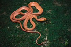 Boiga ochracea