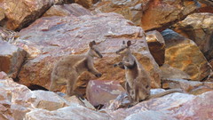 Petrogale lateralis