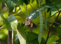 Cupha erymanthis lotis